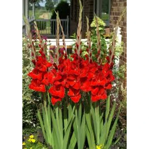 Gladiolus Oscar 